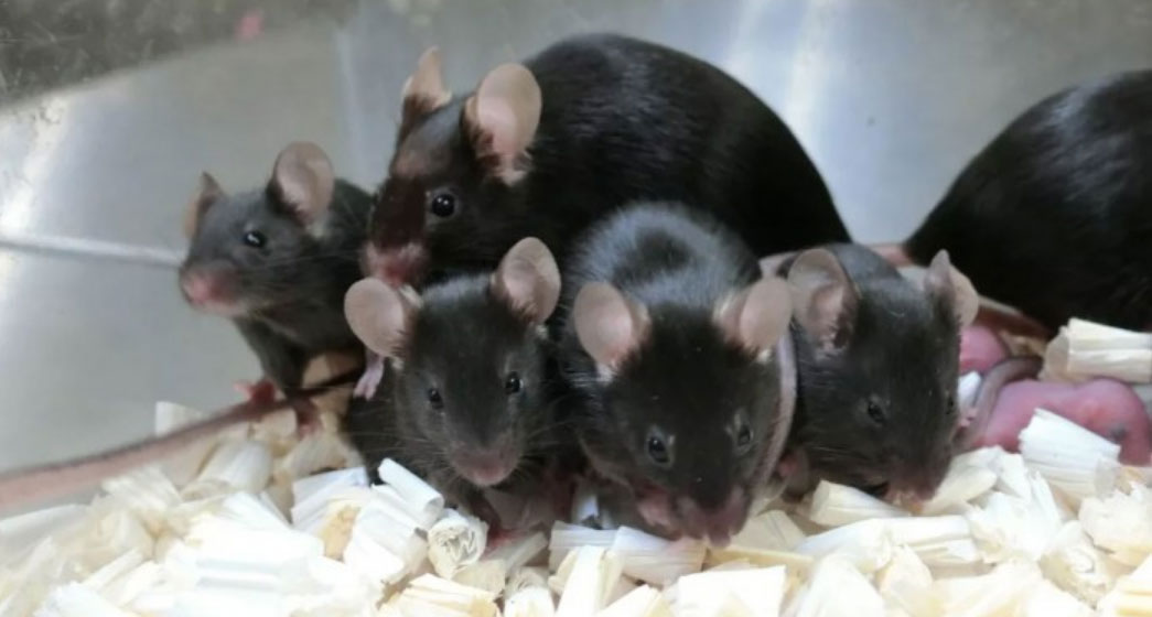飼養密度如何確定（dìng）1.jpg